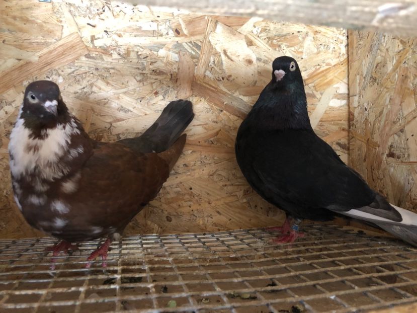  - 4-Perechi pana simpla 2021