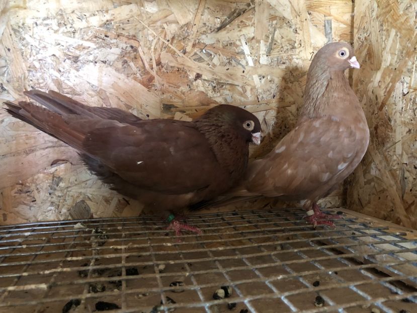 12 - 4-Perechi pana simpla 2021