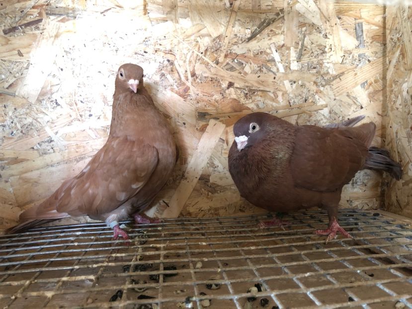  - 4-Perechi pana simpla 2021