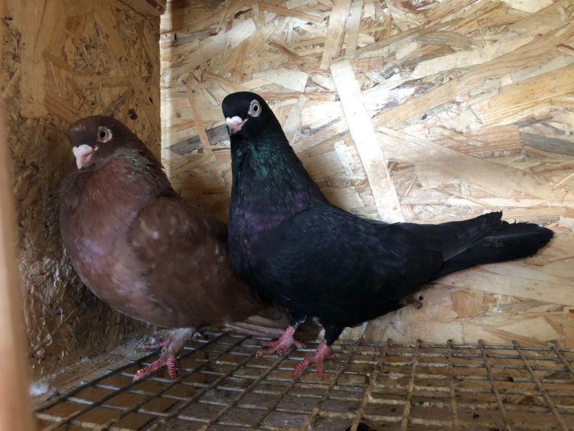  - 4-Perechi pana simpla 2021