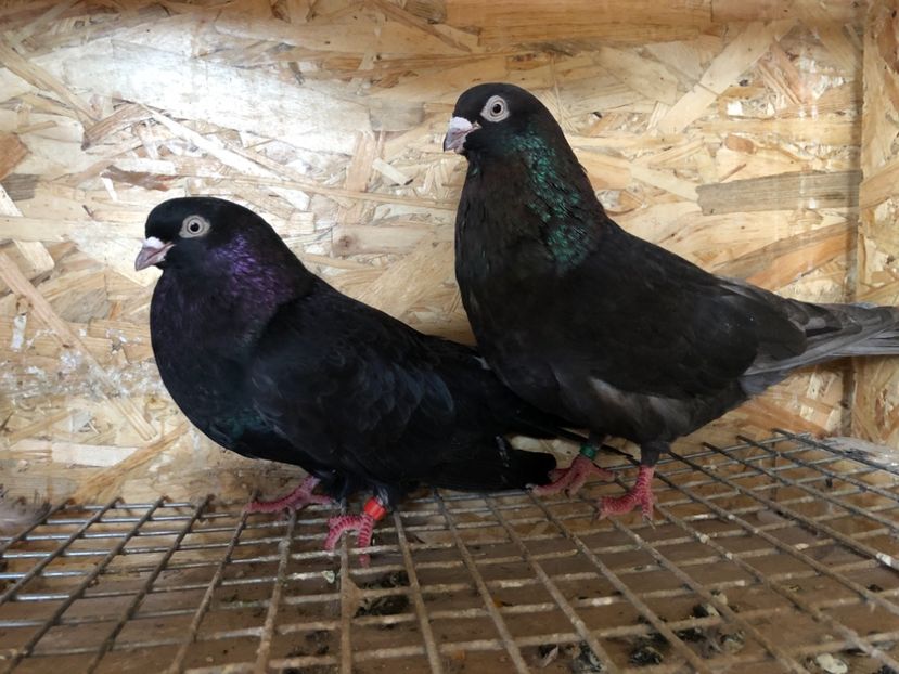  - 4-Perechi pana simpla 2021