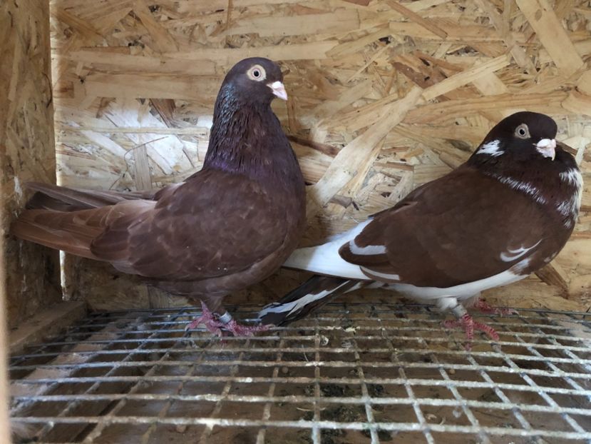 15 - 4-Perechi pana simpla 2021