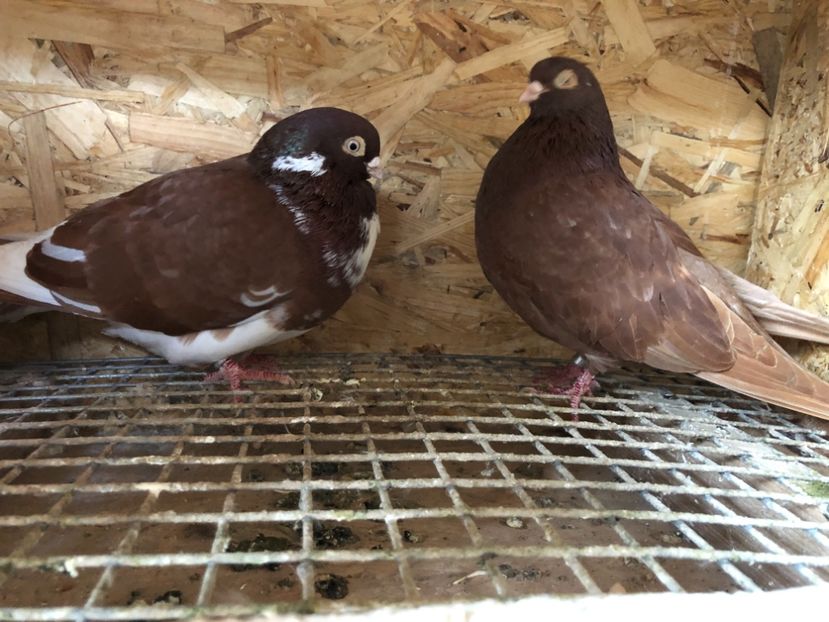  - 4-Perechi pana simpla 2021