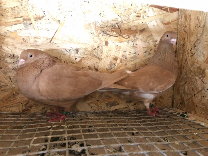 16 - 4-Perechi pana simpla 2021