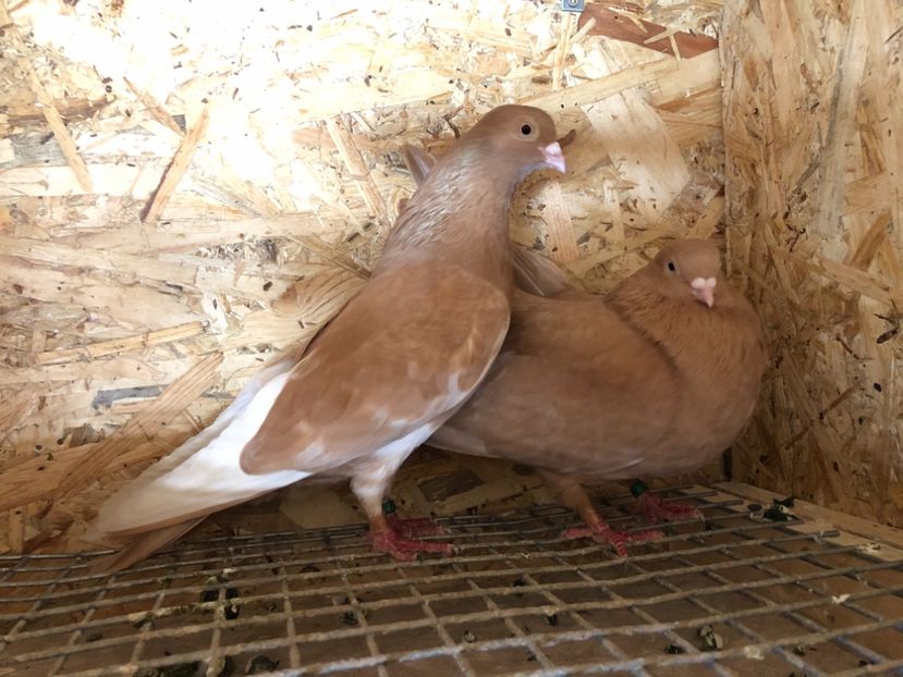  - 4-Perechi pana simpla 2021