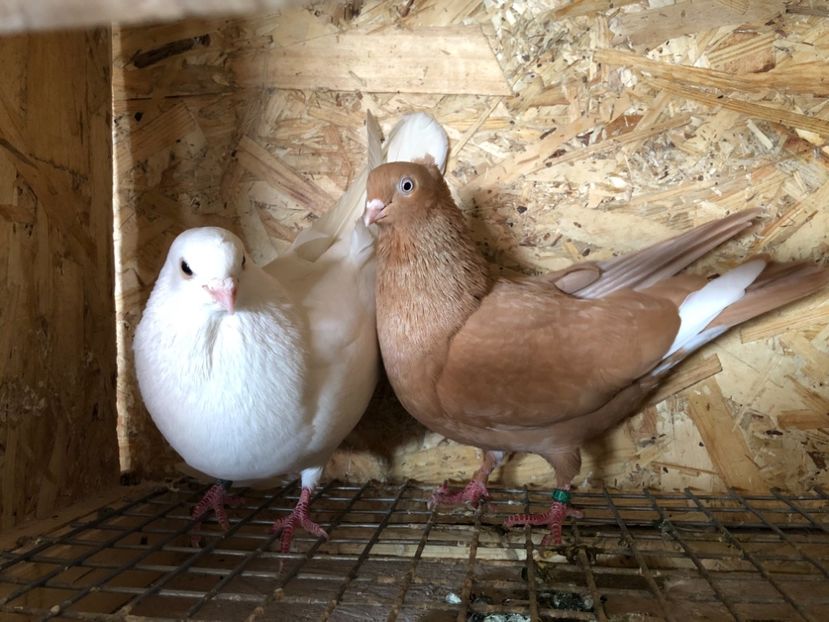 17 - 4-Perechi pana simpla 2021