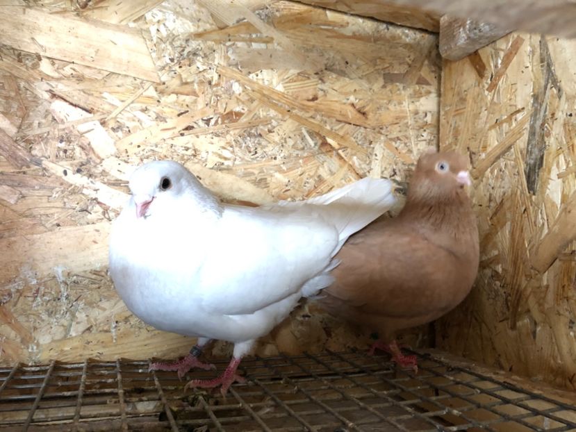  - 4-Perechi pana simpla 2021