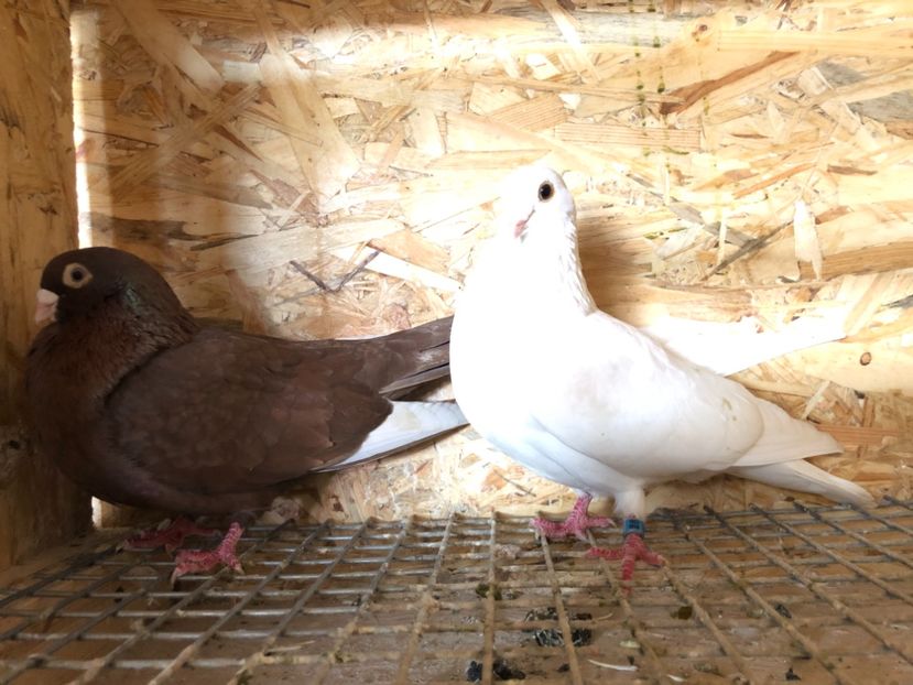  - 4-Perechi pana simpla 2021