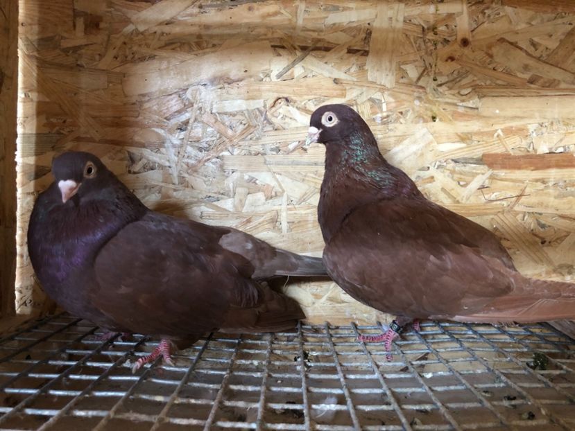 19 - 4-Perechi pana simpla 2021