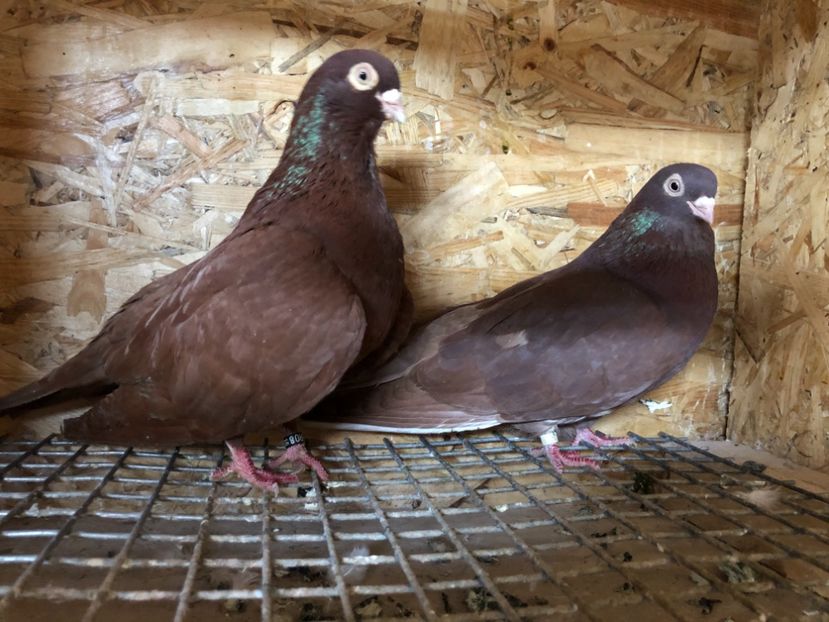  - 4-Perechi pana simpla 2021