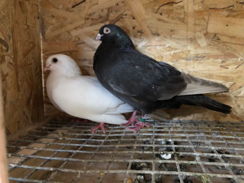 20 - 4-Perechi pana simpla 2021