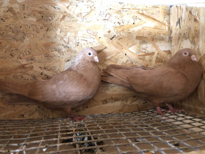 21 - 4-Perechi pana simpla 2021