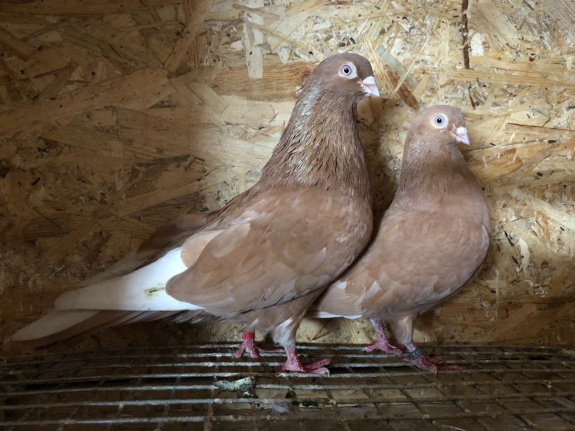 22 - 4-Perechi pana simpla 2021