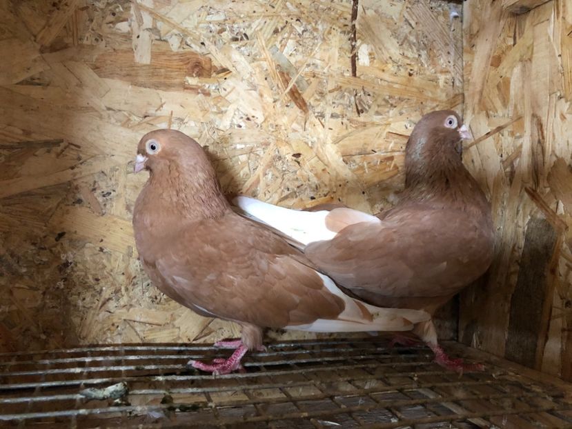  - 4-Perechi pana simpla 2021