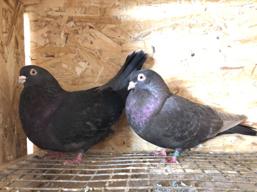  - 4-Perechi pana simpla 2021