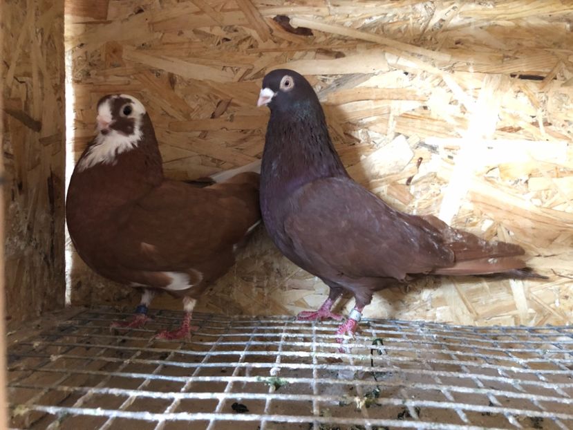  - 4-Perechi pana simpla 2021