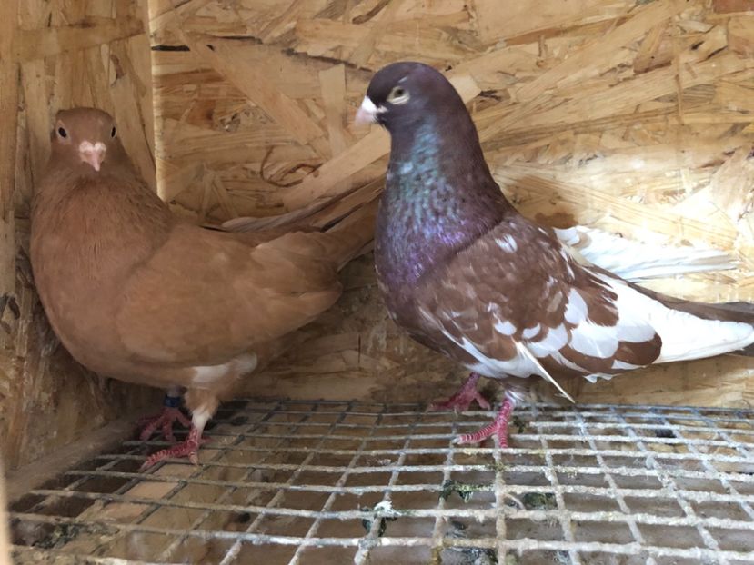 25 - 4-Perechi pana simpla 2021