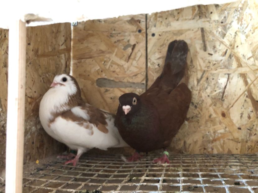 26 - 4-Perechi pana simpla 2021