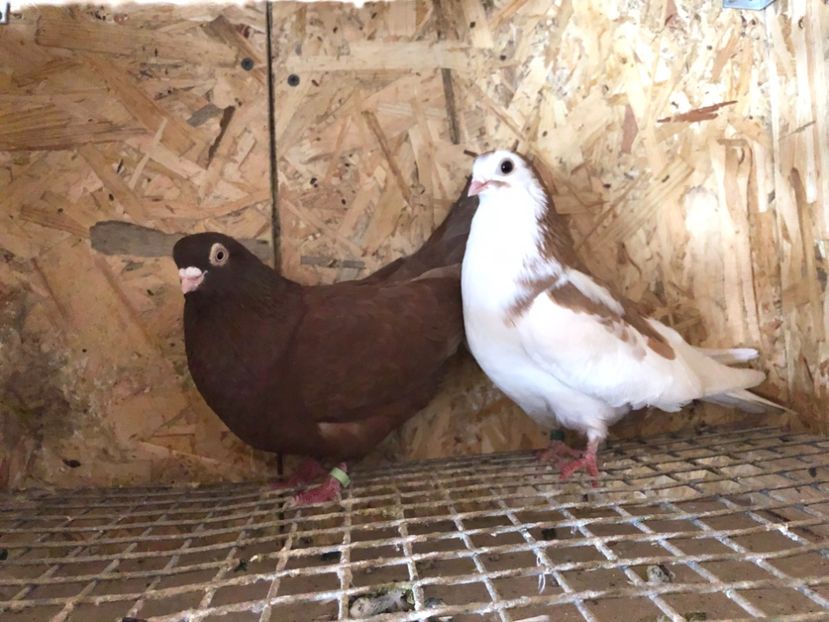  - 4-Perechi pana simpla 2021