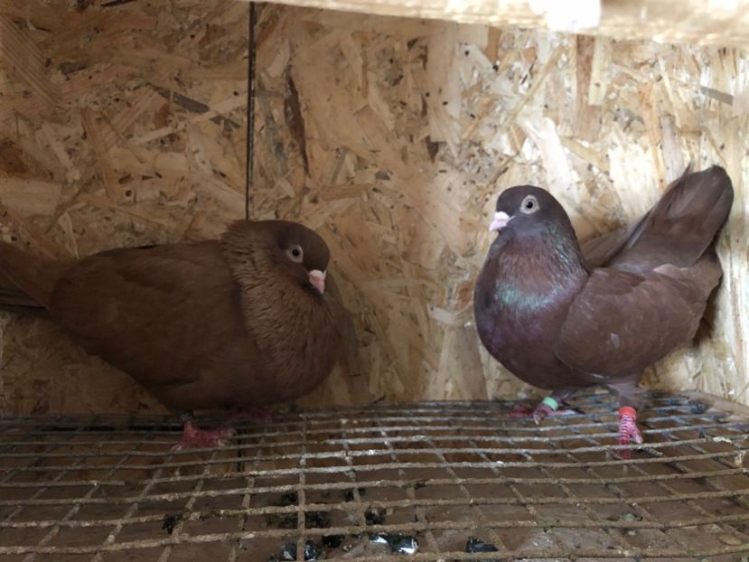 27 - 4-Perechi pana simpla 2021