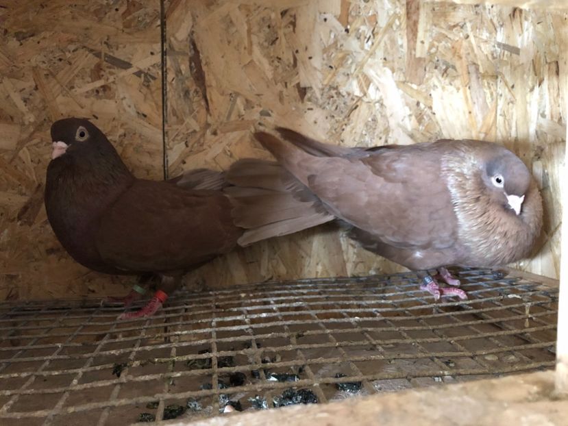  - 4-Perechi pana simpla 2021