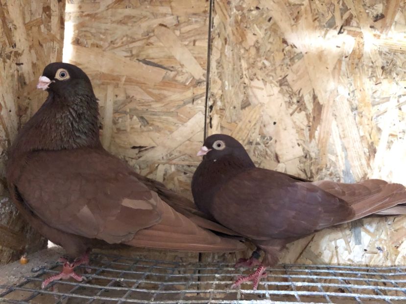  - 4-Perechi pana simpla 2021