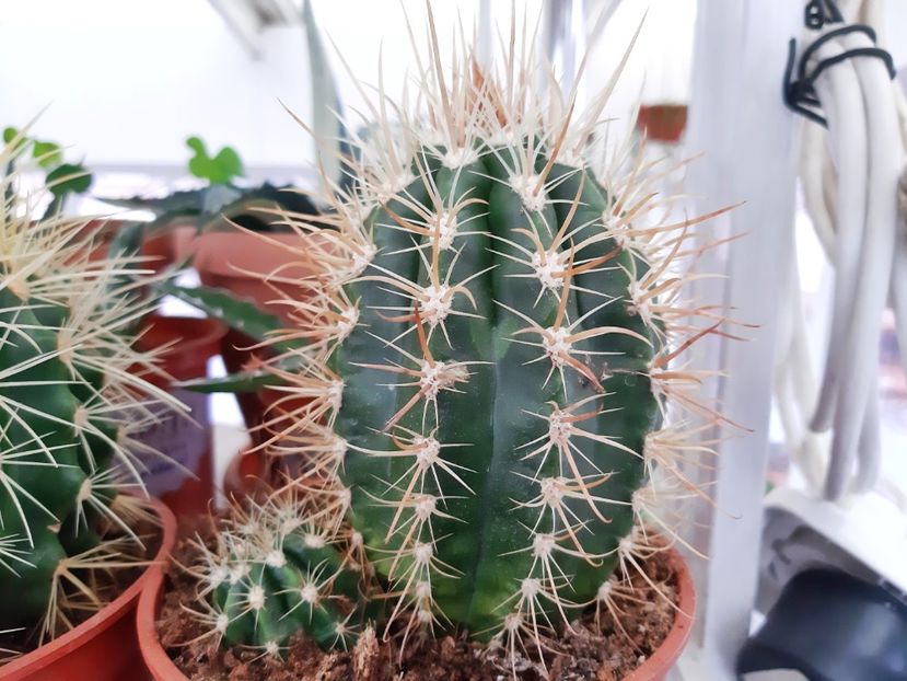  - Cactusi - 2021