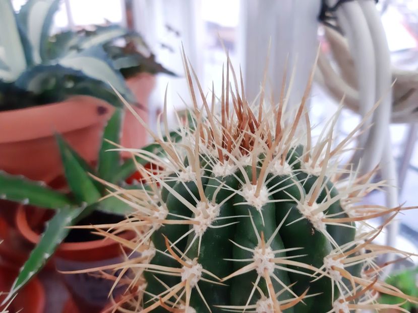  - Cactusi - 2021