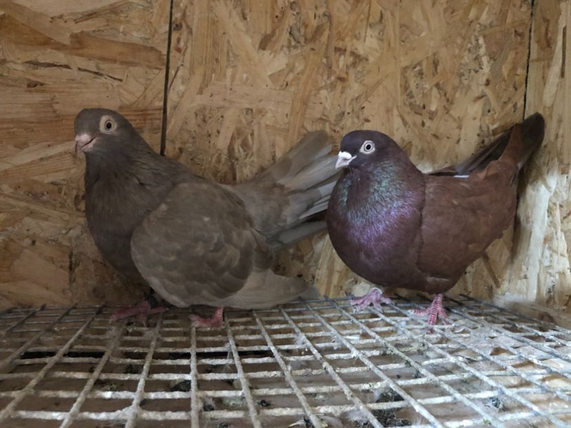  - 4-Perechi pana simpla 2021