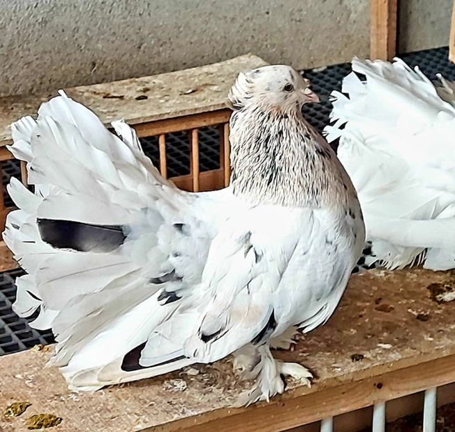  - Voltati indieni matca 2021