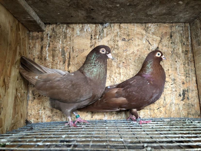 1 - 4-Perechi lot zbor 2021