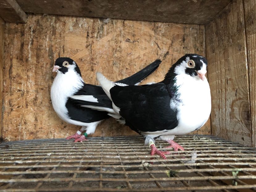 5 - 4-Perechi lot zbor 2021