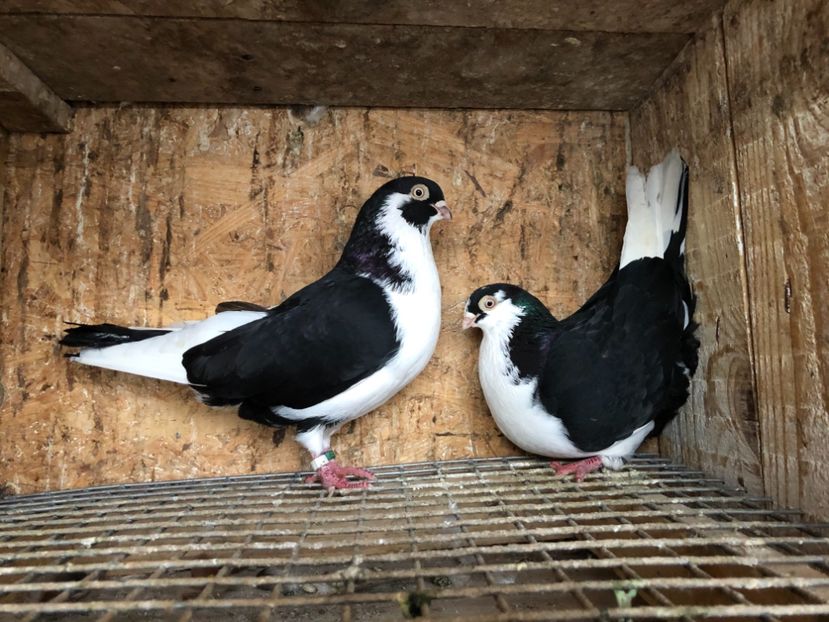  - 4-Perechi lot zbor 2021