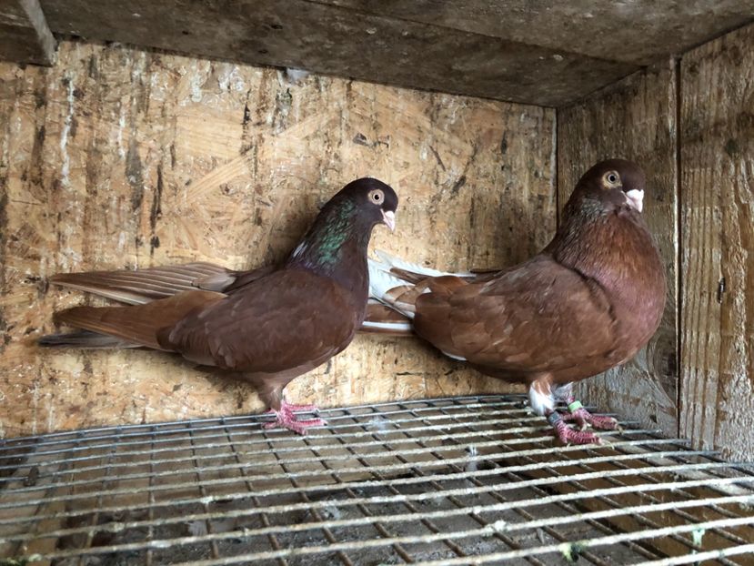 7 - 4-Perechi lot zbor 2021