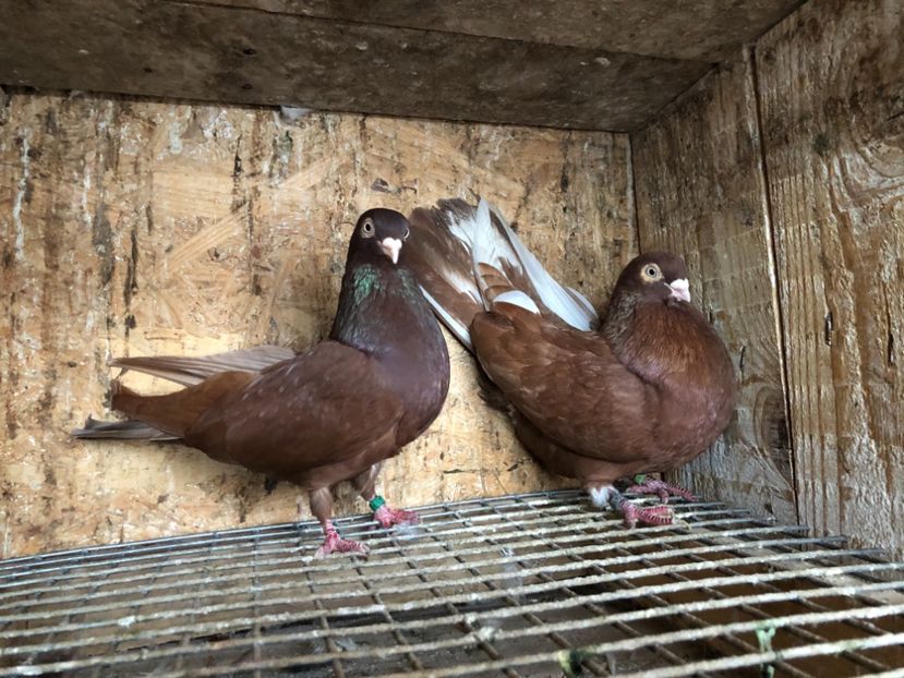  - 4-Perechi lot zbor 2021