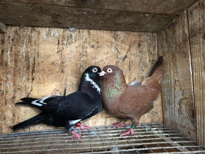  - 4-Perechi lot zbor 2021