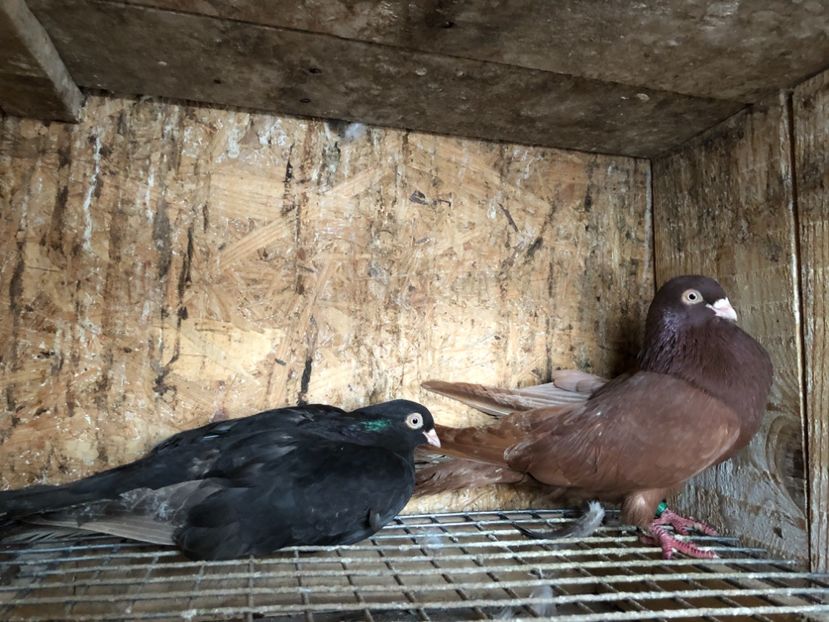 9 - 4-Perechi lot zbor 2021