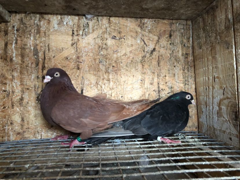  - 4-Perechi lot zbor 2021