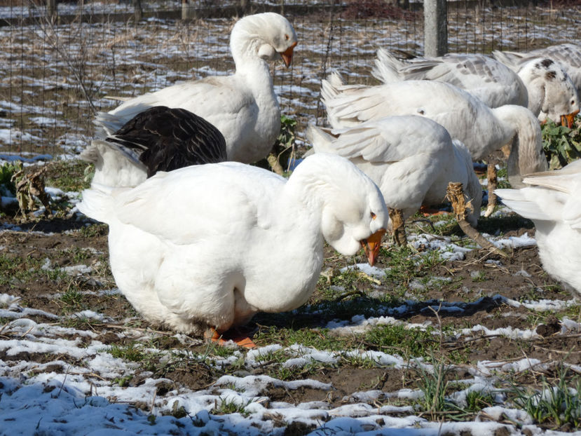 P1060834 - GASTE HOLMOGOR 2020