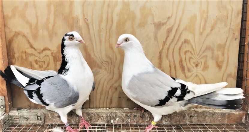 perechea  73 - B - perechi 2021