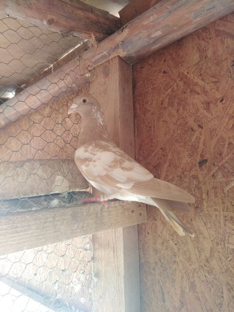  - Meulemans pe galben