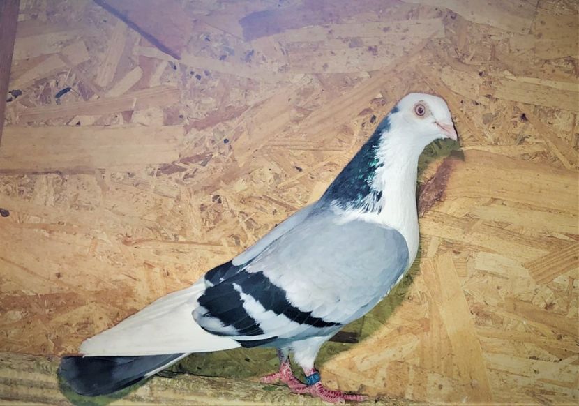 5219 (18) femelă  2019 - Plecați ALBUM 3