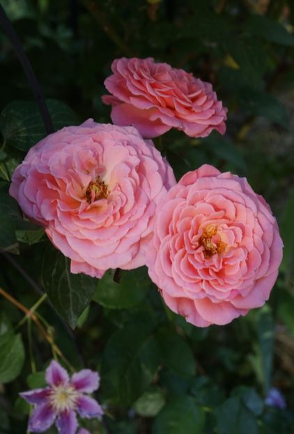  - Tickled Pink