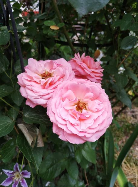  - Tickled Pink