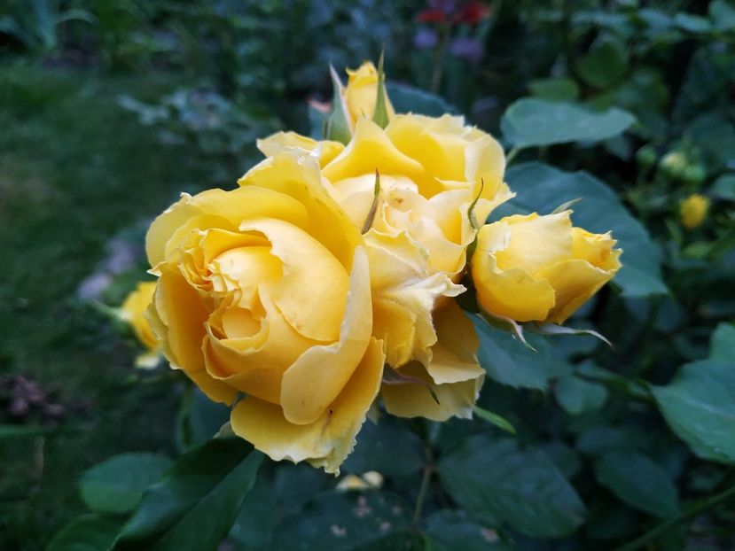  - Smooth Buttercup
