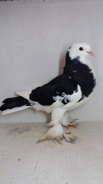 F 2019 - Por tapalagosi