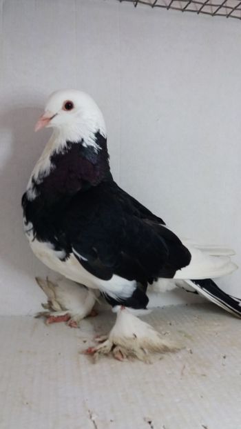 M 2019 - Por tapalagosi