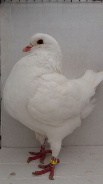 M 2020 vandut - De vanzare kingi