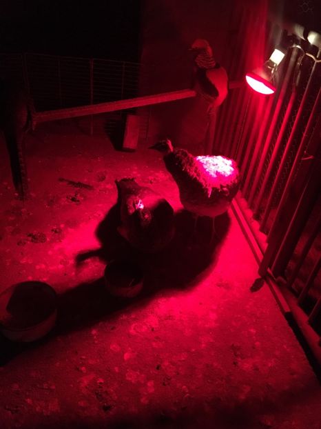 Ne place la caldura - Păun Indian Blue