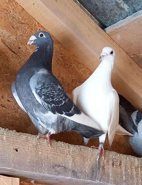 Ruben și Lamech - Porumbeii de matcă